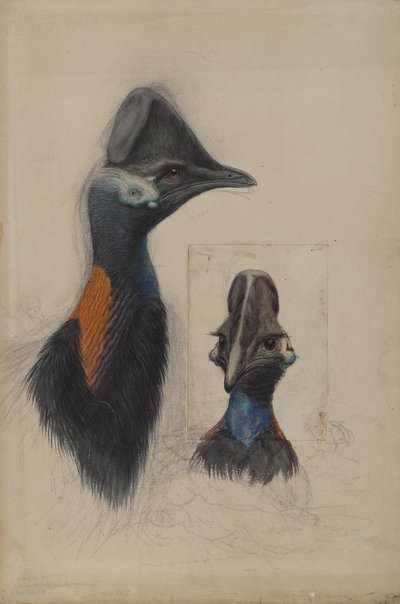 Casuarius Westerman by John Gould